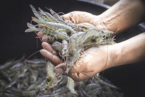 Natural Shrimp Inc. (OTCQB: SHMP): Potential acquisition target is a strong speculative buy for risk tolerant Investors.